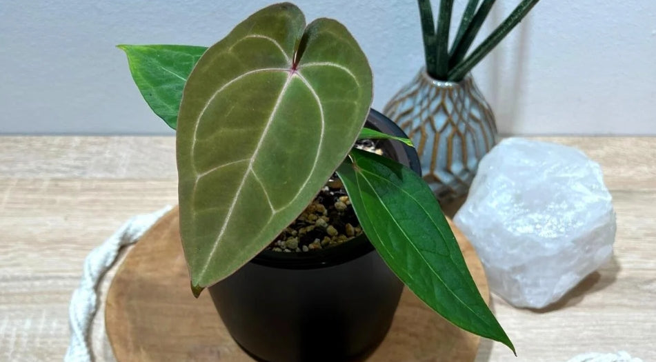 Anthurium 'Ace of Spades': A Rare Gem with Velvety Heart-Shaped Leaves