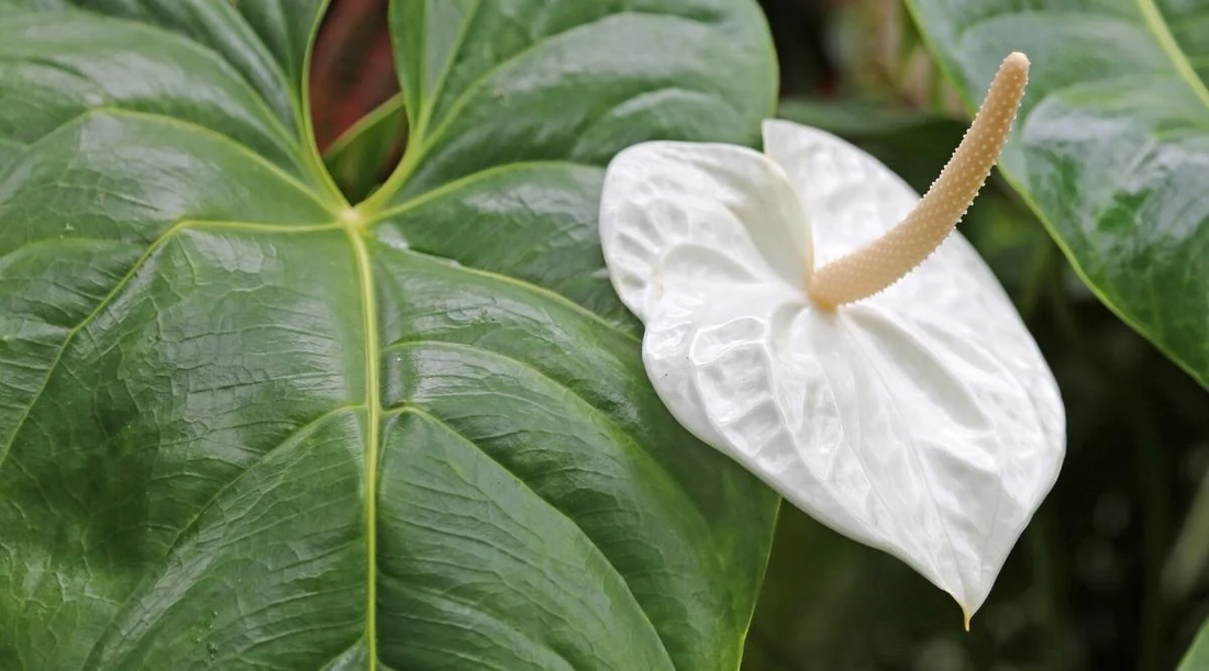 Anthurium 'Acropolis': The Elegant White Blooms with Exceptional Longevity