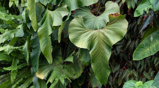 Anthurium Balaoanum