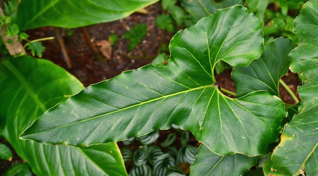 Anthurium Brownii: The Easy-to-Care-For Air Purifying Houseplant with Striking Foliage