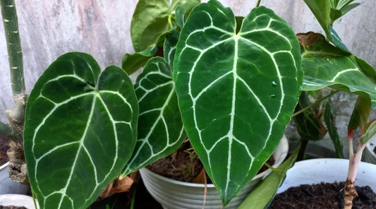 Anthurium Crystallinum: The Jewel of the Anthurium Family with Striking Veined Foliage