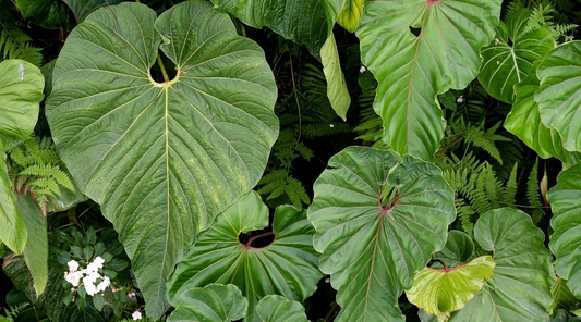 Anthurium Decipiens: A Rare Colombian Anthurium with Striking Foliage and Impressive Growth