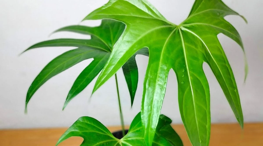 Anthurium Pedatoradiatum ‘Jari’: The Unique, Finger-Leafed Anthurium from Southern Mexico