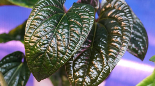 Anthurium Luxurians: A Rare and Luxurious Anthurium with Unmatched Foliage