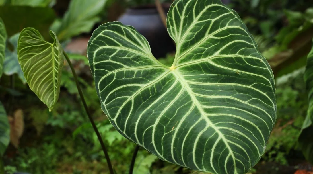 Anthurium Regale: The Royal Velvet-Leaved Anthurium from Peru