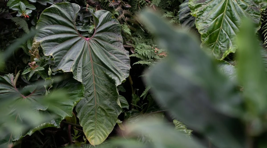 Anthurium Salgarense: The Long-Blooming Anthurium with Smooth, Heart-Shaped Leaves