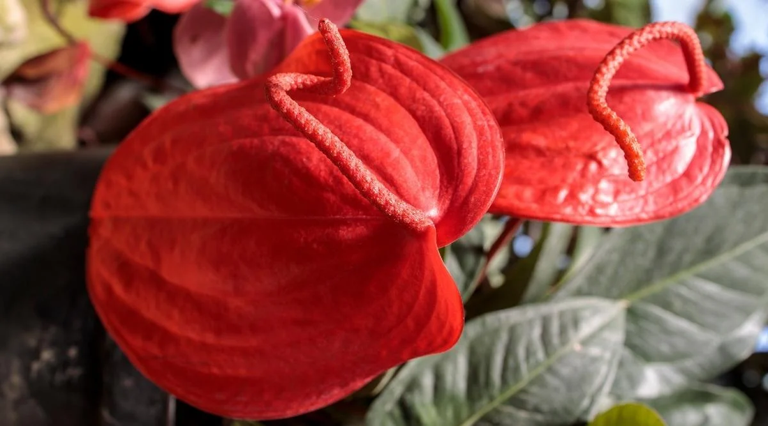 Anthurium Scherzerianum: The Charming Flamingo Flower with Spiraling Blooms