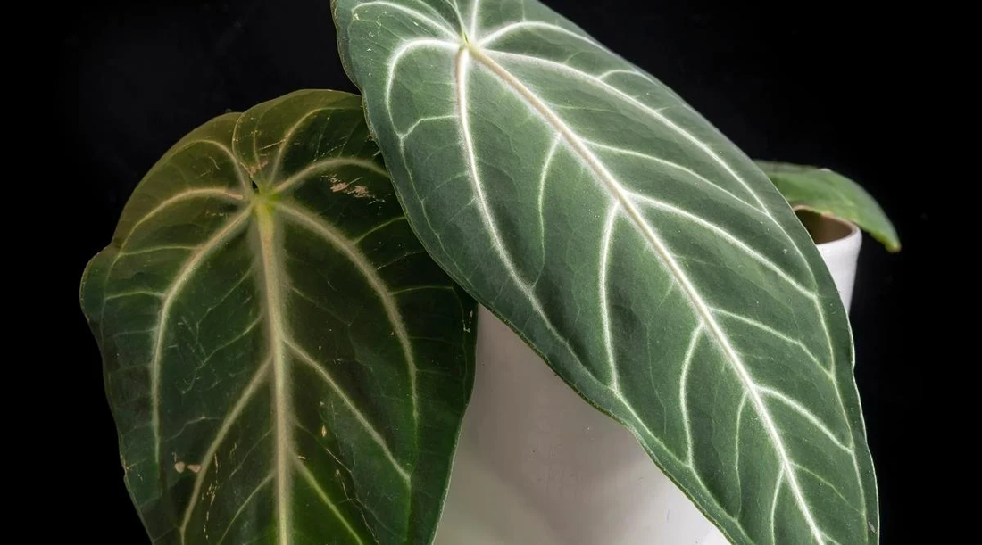 Anthurium Villenaorum: The Elegant and Easy-to-Grow Velvet-Leaf Anthurium