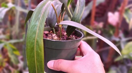 Anthurium Wendlingeri: The Dramatic Hanging Basket Anthurium with Corkscrew Spadix