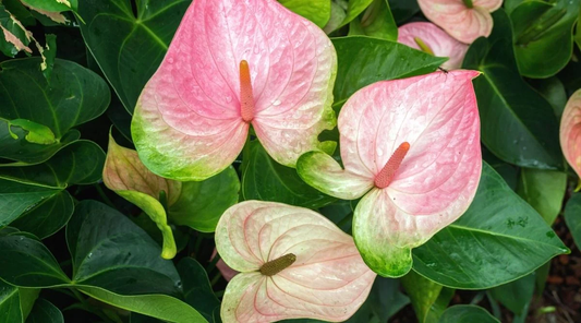 Anthurium Andreanum ‘Baron’: The Compact Beauty with Ombre Flowers