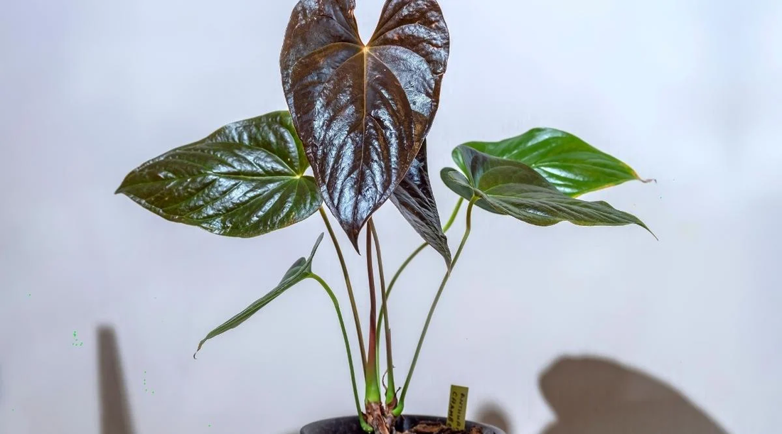 Anthurium ‘Bosworth Beauty’: The Hybrid Anthurium with Bold Foliage and Colorful Blooms