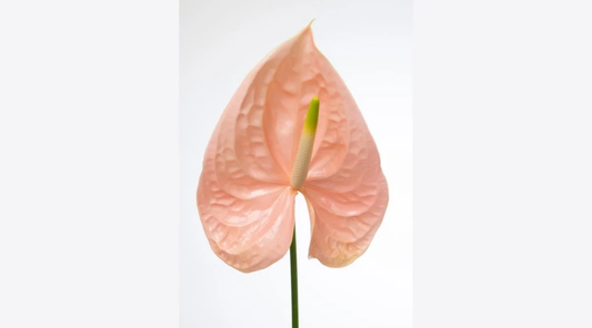 Anthurium ‘Cheers’: The Elegant Anthurium with Peachy-Pink Blooms and Long Vase Life