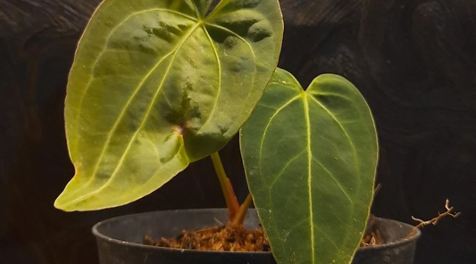 Anthurium ‘Dark Mama’: The Rare, Velvet-Leafed Queen Anthurium Hybrid