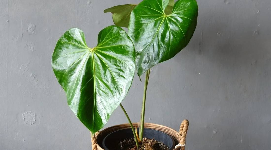 Anthurium ‘Faustino’s Giant’: The Imposing Anthurium with Glossy, Heart-Shaped Foliage