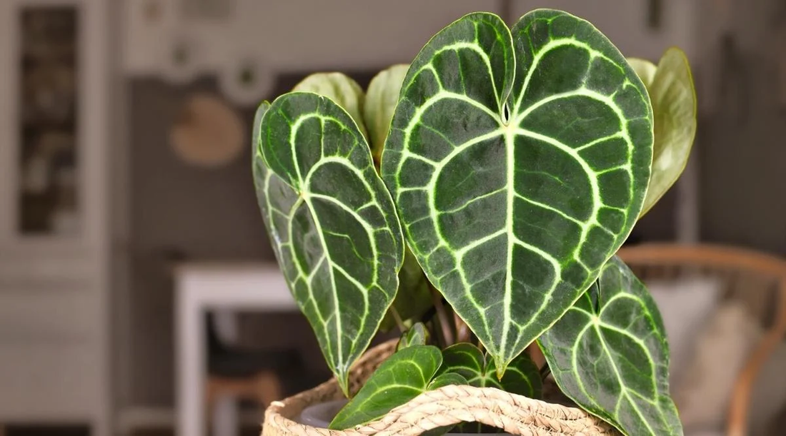 Anthurium Heart Leaf (Anthurium clarinervium): The Velvet-Textured Anthurium with Striking Veining