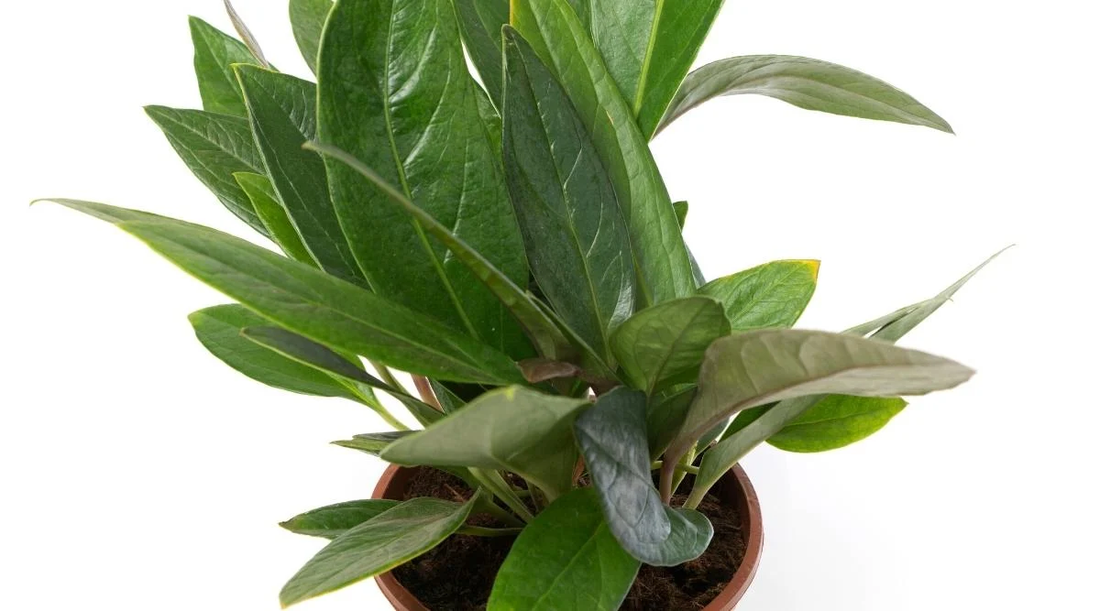 Anthurium Jungle Bush: The Low-Growing Anthurium with Glossy, Large Leaves