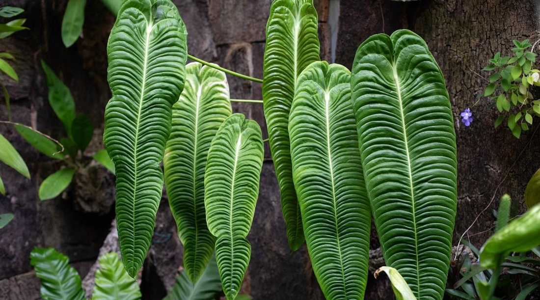 Anthurium veitchii: The Regal ‘King of Anthuriums’ with Large, Shield-Shaped Leaves