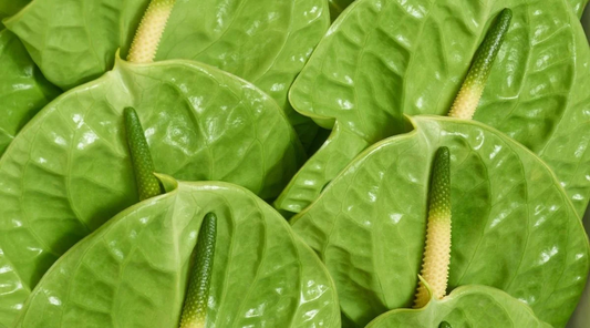 Anthurium ‘Midori’: The Ornamental Green Anthurium with Long-Lasting Cut Flowers