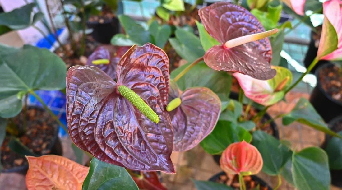 Anthurium ‘Rosee Choco’: A Stunning Hybrid with Mahogany-Toned Flowers