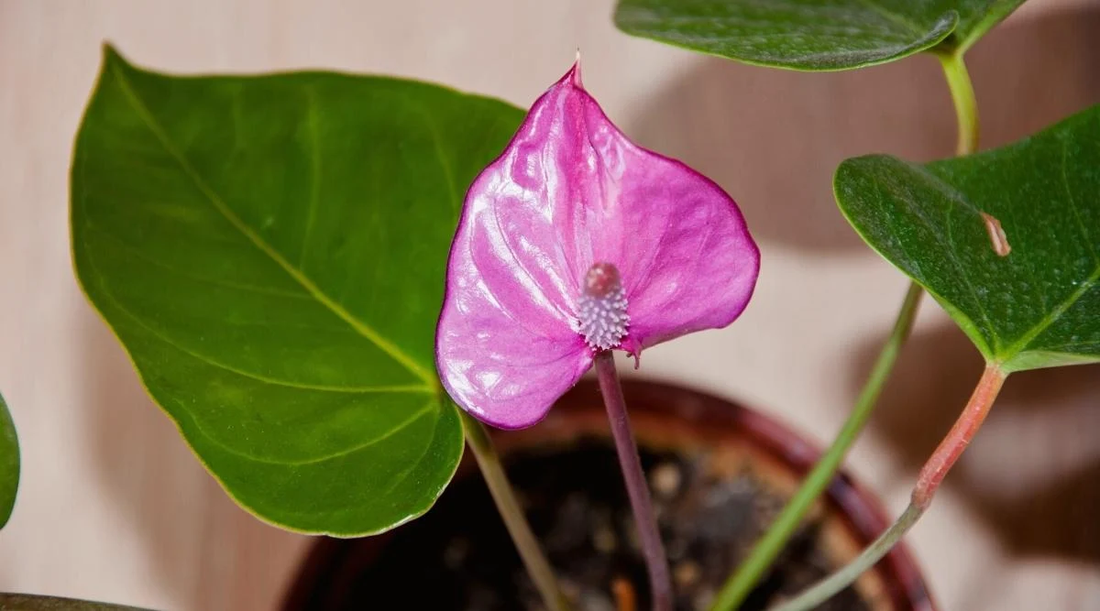 Anthurium ‘Small Talk’ Purple: The Compact, Easy-Care Anthurium with Stunning Purple Blooms