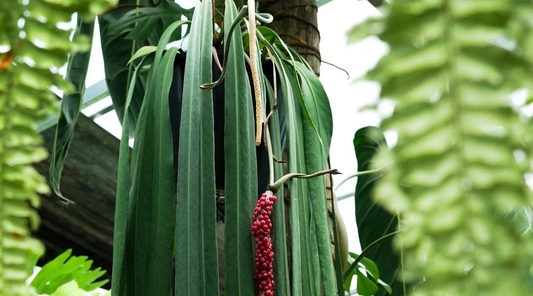 Strap Leaf Anthurium (Anthurium vittariifolium): A Stunning Hanging Plant with Long, Strap-Like Leaves