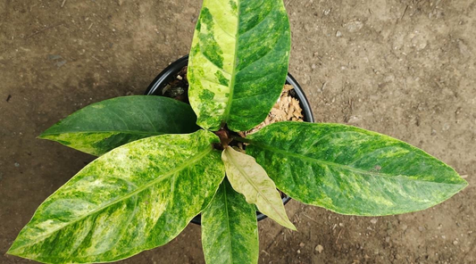 Variegated Anthurium Hookeri: A Show-Stopping Variegated Beauty for Indoor Collections