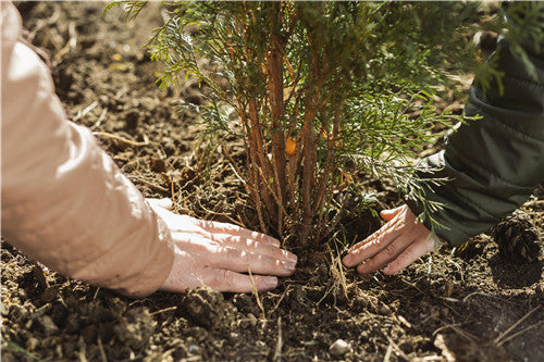 Optimal Soil and Nutrient Management for Vibrant Garden Growth