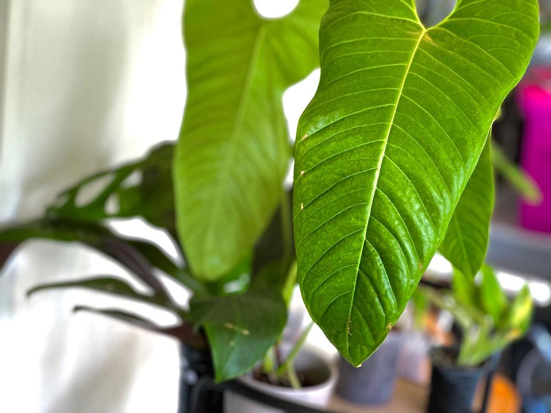 Anthurium Insigne Gigantea: The Towering Giant of Ecuadorian Rainforests