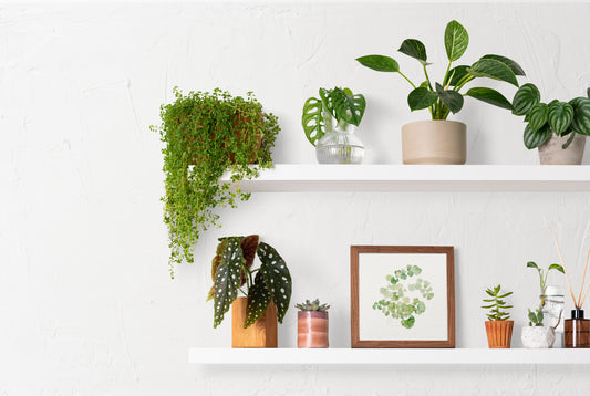 Indoor Plants: What You Need to Know